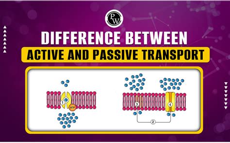 Difference Between Active And Passive Transport Types Importance