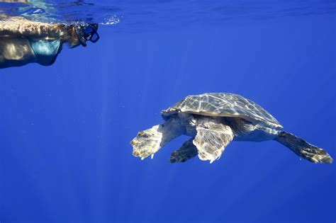 Tartarughe Marine Wwf Superati I Nidi In Sicilia Lapresse