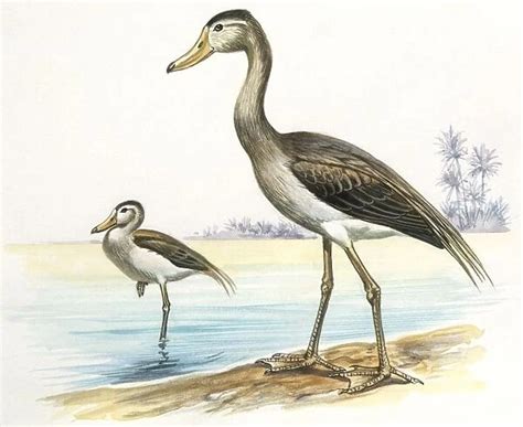 Prehistoric birds, Cenozoic era (Paleogene, Eocene)