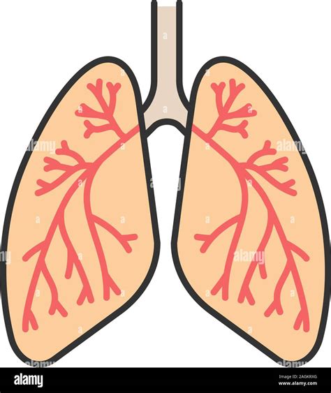 Anatomie D Appareil Respiratoire Humain Illustration Stock