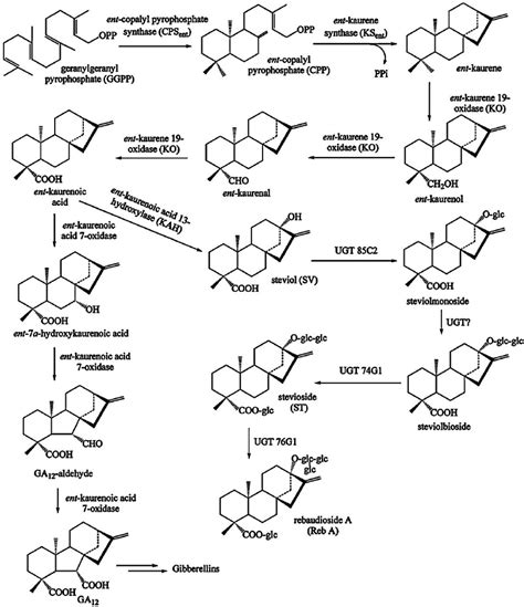 The Biosynthetic Pathway Of Steviol Glycosides Showing The First Steps