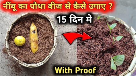 नींबू के बीज से नींबू का पौधा ऐसे लगाएं। नींबू को गमले में कैसे लगाएं How To Grow Lemon From