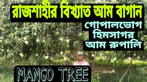 কম দামে সরাসরি বাগান থেকে রাজশাহীর বিখ্যাত আম কিনুন।হিমসাগর সহ অনেক