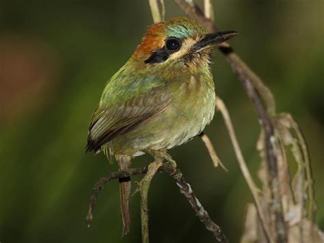 Tody Motmot (Hylomanes momotula) by Mdf | Bird, World birds, National ...