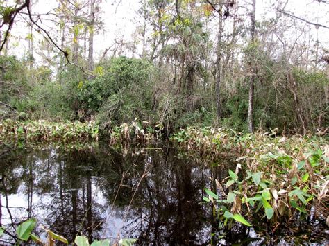 December 22 2009 Fakahatchee Strand Preserve Sp Boardwalk Part 1