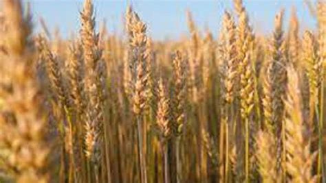 Ongoing Rain Spell To Be Beneficial For Rabi Crops Particularly Wheat Experts