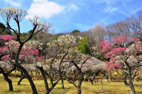 Online Tour Of Tokyo S Machida City History Culture And Amazing Farm