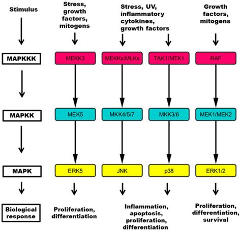 Cancers Free Full Text Jnk P38 Erk And Sgk1 Inhibitors In Cancer