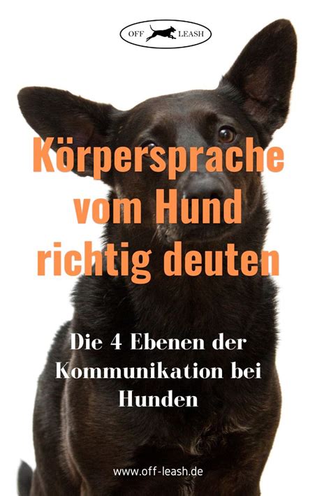 Körpersprache der Hunde verstehen Tipps um einen Hund richtig zu