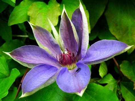 Top 30 Poisonous Flowers And Toxic Plants To Watch Out For Florgeous