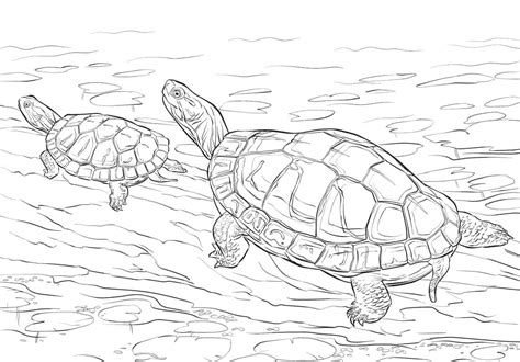 Two Painted Turtles Coloring Page Free Printable Coloring Pages For Kids