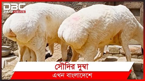 চুয়াডাঙ্গায় দুম্বার খামার Dbc News Special Youtube