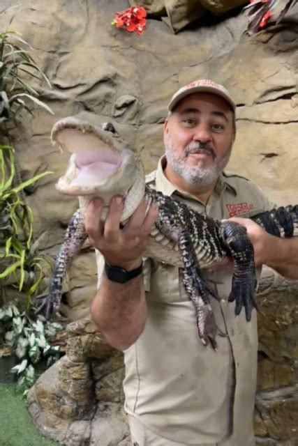 De cobras a jacarés tratadores mostram rotina em zoológico de répteis