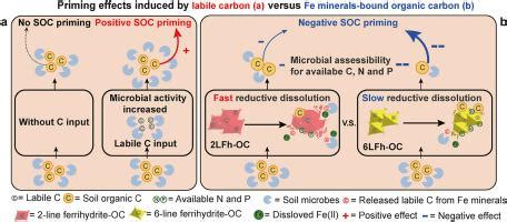 Ironorganic Carbon Associations Stimulate Carbon Accumulation In Paddy