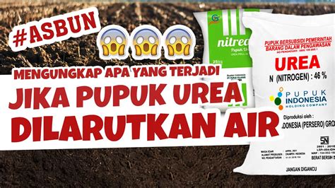 ASBUN MENGUNGKAP APA YANG TERJADI JIKA PUPUK UREA DILARUTKAN AIR