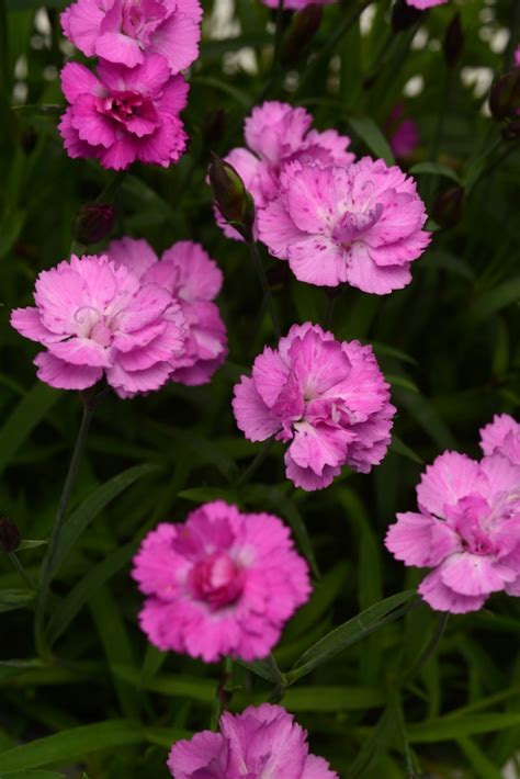 Dianthus Mountain Frost™ Pink Pompom China Pinks Cheddar Pinks