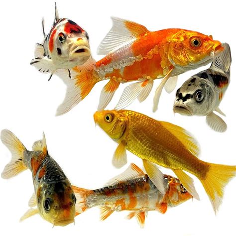 Butterfly Goldfish