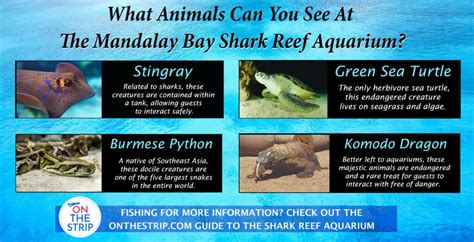 Mandalay Bay Shark Reef Aquarium: Meet The Exotic Animals Of Las Vegas ...