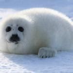 Baby Seal Meme Generator - Imgflip