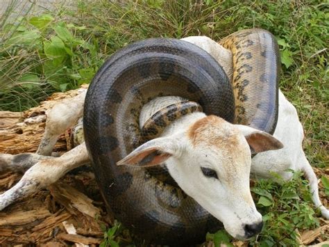 Via Mitos E Verdades Sobre A Tem Vel Sucuri A Anaconda Brasileira