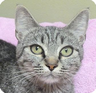 Hastings Ne Domestic Shorthair Meet Alex A Cat For Adoption Cat