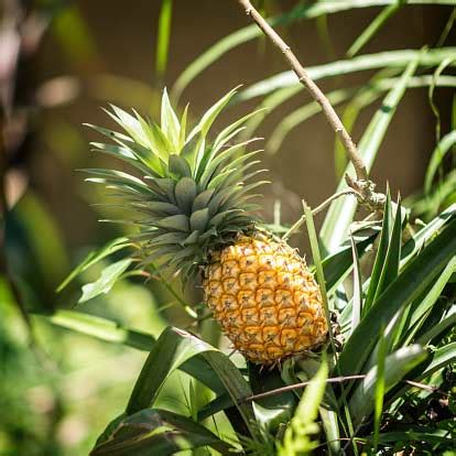 Pineapple Plant Buy Ananas comosus - Onlian at Nursery Nisarga