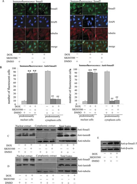 The P38 MAPK Pathway Does Not Mediate Nuclear Translocation Of Smad