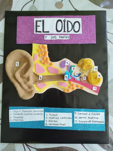 Ideas De Oido Maqueta Del Oido Oido Maqueta Cuerpo Humano The Best