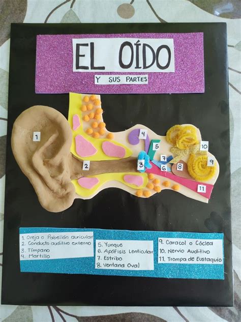 An Image Of A Model Of The Human Head With Parts Labeled In Spanish And