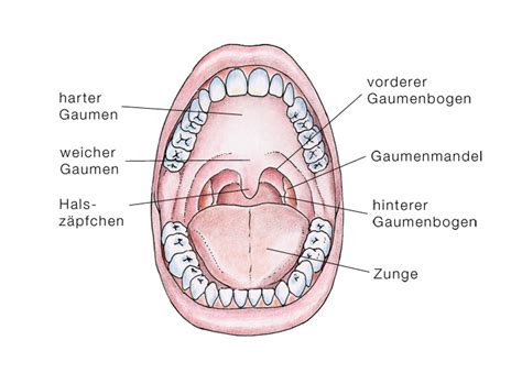 Hals Eesom Gesundheitsportal