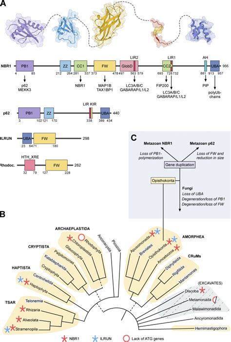 Domain Structure And Evolution Of Nbr1 A Domain Architectures Of