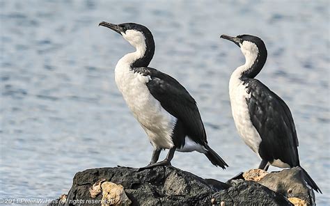 Cormorant Black Faced Phalacrocorax Fuscescens Tasmania Australia