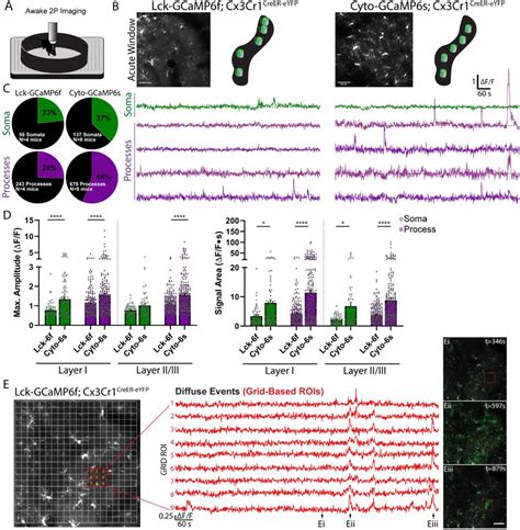 Microglial Calcium Signaling Is Attuned To Neuronal Activity BioRxiv