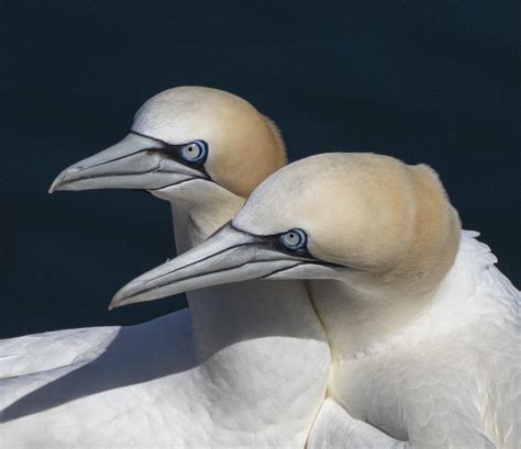 Keep Off Our Rock Northern Gannet Pair At Bempton Cliffs W Flickr