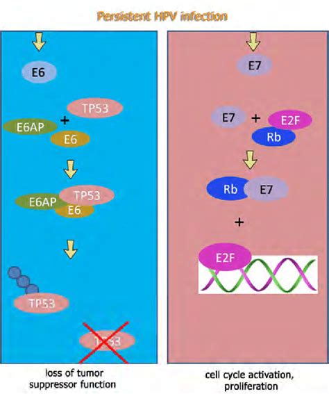 Hpv And The Cell Cycle