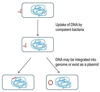 Bacterial Transformation