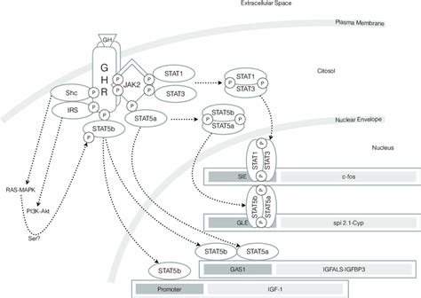 Growth Hormone Receptor Ghr Signaling Pathway Growth Hormone Gh