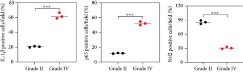 The Protein Expression Of Nrf2 And P65 In Human NP Tissues A The