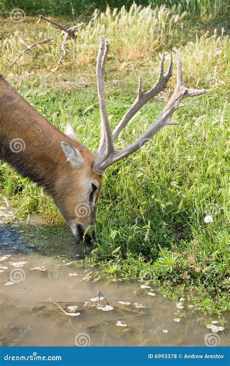 Deer On A Watering Place Stock Photo Image Of Watering 6993378