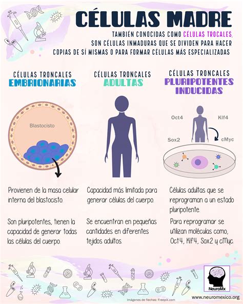 C Lulas Madre Tipos De Celulas Madre Celulas Troncales Celulas Madre