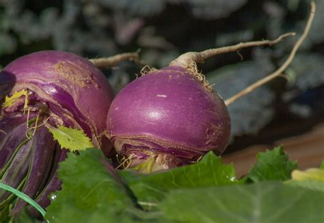 Purple Top Turnip Seed Coated Wildlife Nurseries And Seed