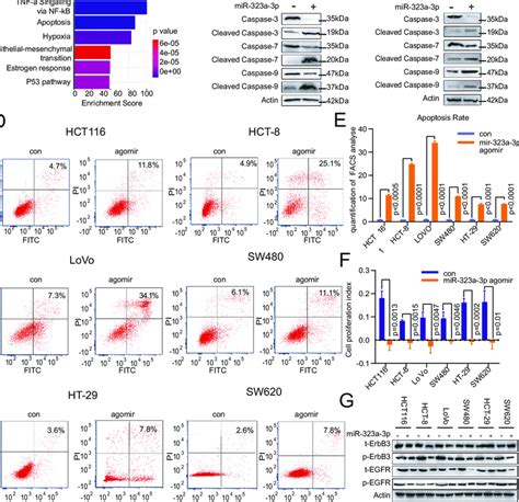 Mir A P Inhibits Tumor Growth By Promoting Apoptosis A Mir A P