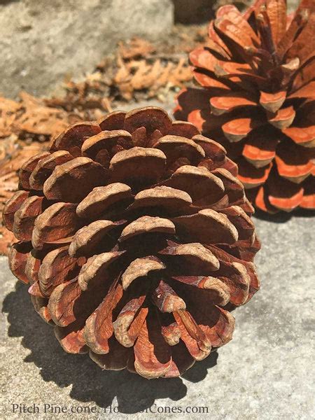 Pitch Pine Tree Cones – HouseofCones.com