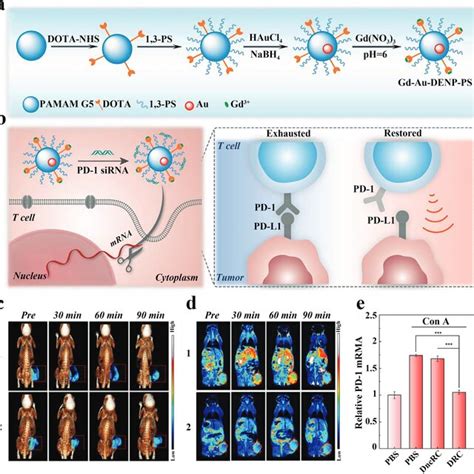 A Schematic Diagram Of Gd Au DENPs Synthesis B Mechanism Of Anti Tumor