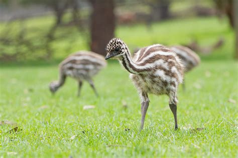 Emu | San Diego Zoo Animals & Plants