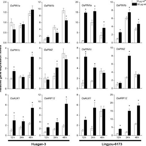 Relative Gene Expression Levels Of Auxin Transporters OsPIN1 OsPIN2