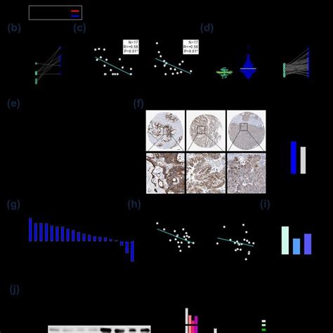 Tgfbr Expression Was Negatively Regulated By Hsa Mir P And