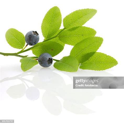 1910 Huckleberry Stock Photos Stock Photos High Res Pictures And