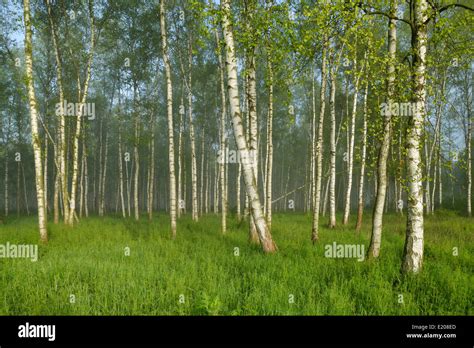 Forest of Downy Birch or White Birch (Betula pubescens) in a light ...
