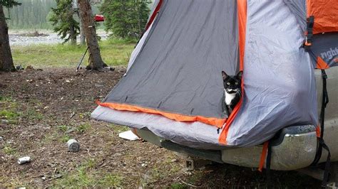 Camping With Cats The Ultimate Guide Adventure Cats